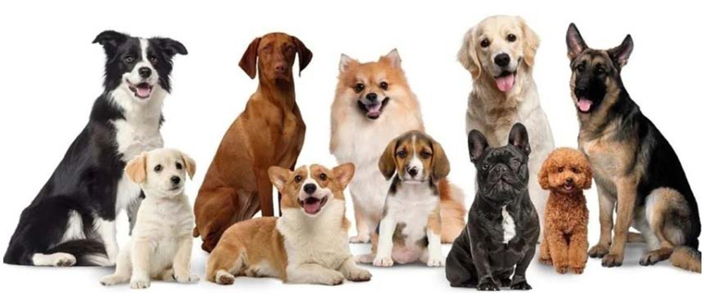 Introducing Our Smart Pet Products and OEMODM Services-01 (1)