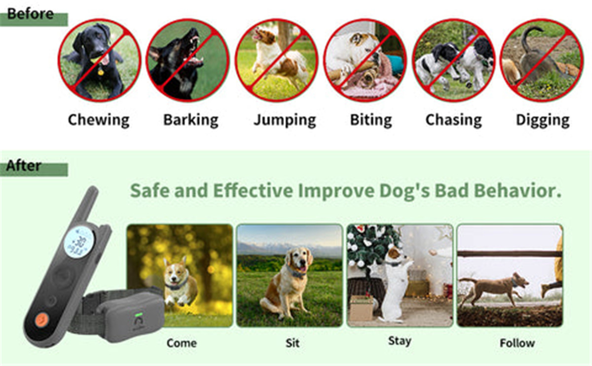What Is Dog Training Collar